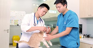 貓吐了是怎麽回事兒？該怎麽辦？