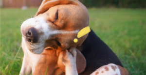 得了狂犬（quǎn）病的狗（gǒu）能活多（duō）久？